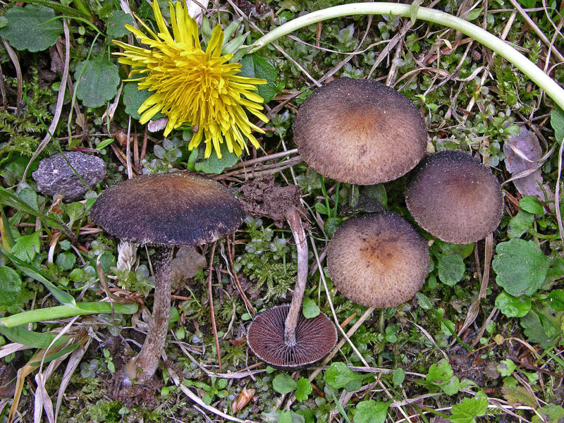 2 soli ritrovamenti.